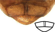 propygidium